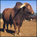 Afrikaner bull, from an indigenous breed of South African cattle