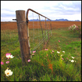 Cosmos flowers and gate, Free State