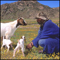 Boer goat doe and kids with shepherd near Kamieskroon, Northern Cape