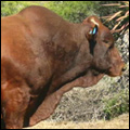 Bonsmara bull, from a hardy beef breed developed in South Africa