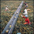 Harvesting pineapples near East London in the Eastern Cape