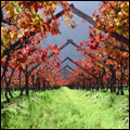 Vineyard in the Hex River valley, Western Cape