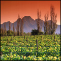 La Motte wine estate near Franschhoek, Western Cape