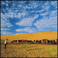 Farmer tending his cattle, Northern Cape