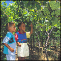 Children in a vineyard, Northern Cape