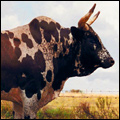 Nguni bull, from an indigenous South African breed of cattle