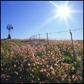 Wild flowers and wind pump near Niewoudtville in the Northern Cape
