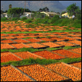 Sun-drying fruit near Ashton in the Western Cape