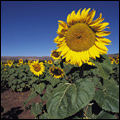 Sunflower farm near Rustenburg in North West