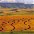 Wheatfields near Malmesbury in the Swartland region of the Western Cape
