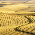 Wheatfields near Caledon in the Western Cape