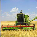 Harvesting wheat, Free State