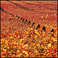 Vineyards in the Hex River Valley, Western Cape