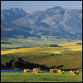 Sheep and maize fields near Caledon, Western Cape