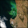 Bloom of phytoplankton off the Cape west coast