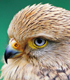 South Africa photo galleries