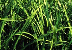 Sugar cane 