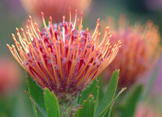 Proteas 