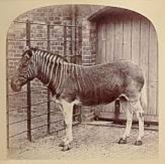  quagga