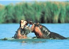 Hippos in the iSimangaliso Wetland Park 