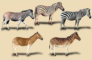 Variation in the plains zebra