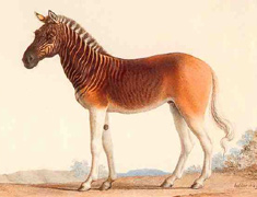 Watercolour of a quagga in Louis XIV's Versailles menagerie, 1793 