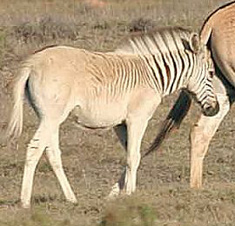 Henry, born in January 2005, is a third-generation foal and the Quagga Project's most quagga-like animal so far 