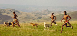 Africanis dogs and Zulu hunters