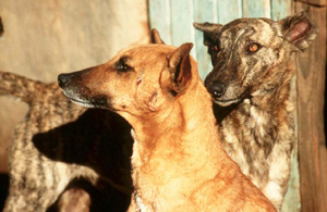 Africanis dogs