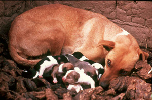 Africanis mother and puppies