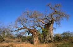 Boabab in the Kruger National Park 