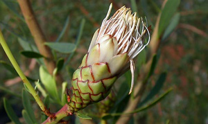Protea nubigena