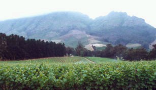 Cape winelands