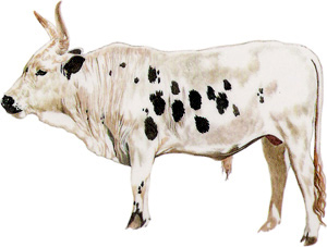 inkomo eyezindlu - the beast which is houses
