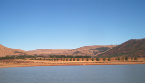 The Coromandel farm dam irrigates the 36 hectares of land planted to fruit