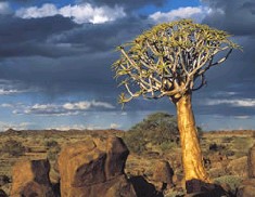 Quiver Tree, Richtersveld 