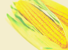 Maize 