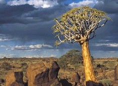 Quiver Tree, Richtersveld  