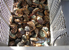 Abalone 