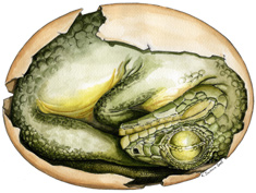 Reconstruction of the dinosaur embryo in its egg 
