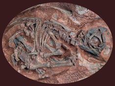 Fossilised dinosaur embryo in its egg 