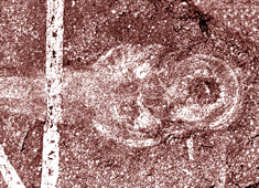 Fossil lamprey 