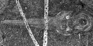 Fossil lamprey