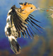 Birdlife of South Africa
