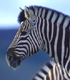 South African wildlife