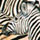 South Africa photo galleries