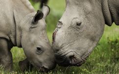 Thandi nuzzles a calf. poaching, game reserve, conservation, kariega, rhino