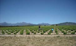rangaka, wine, wines, mhudi, stellenbosch, eyeta, south, africa, malmsey, diale, lebongang, tseliso rangaka, wine, wines, mhudi, stellenbosch, eyeta, south, africa, malmsey, diale, lebongang, tseliso
