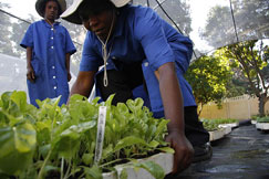South Africa aims to draw youth into agriculture 