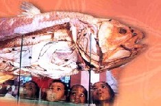 The Coelacanth Research Project coelacanth